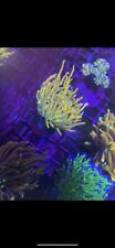 Blowtorch Holy Grail Torch Coral WYSIWYG HG AQUACULTURED picture