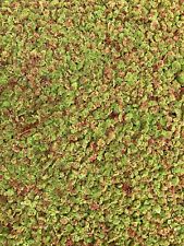 Azolla Freshwater Aquarium/Pond Floater Plants (1 Cup) picture