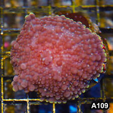 Item#A109LW3109(M) WYSIWYG Indo Ultra Unique Ricordea Yuma Mushroom picture