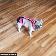 Dog Diaper Overall - Made in USA - Pink Polka Dot on Black Escape-Proof Water... picture
