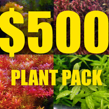 $500 Aquarium plant package assorted plants Red plants floating plants picture