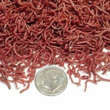 Bloodworms, PREMIUM GRADE Freshly Freeze Dried Bloodworms Less than 10-Days old. picture