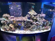 40 pounds of real live rock fiji pukani tonga coral saltwater fish tank  picture