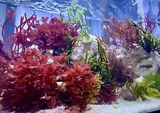 Macro Algae Variety Pack- Aquarium Grown- Mix of at Least 5 Different Species picture