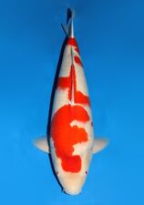 Live Japanese Koi Fish - Dainichi Red Tiger Kohaku 29