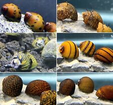 6 Nerite Snails Pack (Premium Species Only) -  Live Freshwater Snail Plants  picture