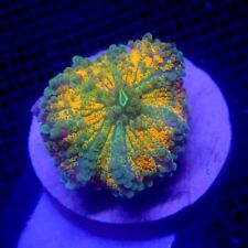 Ultra Orange Yuma Mushroom Coral WYSIWYG IC 3404 - Indigo Corals - Ricordea picture