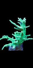 Neon Green Nepthea Frag, 3-5 inch, Beginner, Live Leather Soft Coral picture