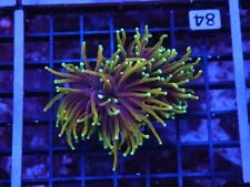 WYSIWYG - 2 Polyp/Head Dragon Soul Torch Colony - Live Coral picture
