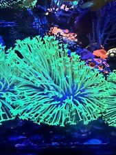 4” Capsize Japanese Neon Weeping Willow Long Polyp Toadstool Soft Coral WYSWYG picture