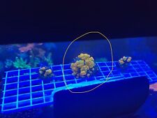 Wwc Og Bounce Mushroom Live Coral 2.75” WYSIWYG (zoa Sps Lps Acropora Montipora) picture