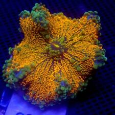 LARGE Ricordea Yuma Mushroom Coral WYSIWYG IC 3353 - Indigo Corals picture