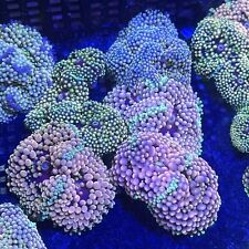 Fabulous Pastel-Color Ricordea Mushrooms 1-2