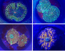 SHIPS FREE: Four Pack Assorted Mushroom Disco/Ricordea Live Aquarium Coral Frags picture