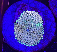 Live Coral Frag Absolutely Fish Naturals  Peach Ricordea Mushroom WYSIWYG picture