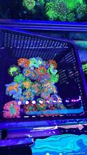 15 Pack Ultra Rock Flower Anemone RFA Rainbow Nem Live Coral Frag LPS SPS Florid picture