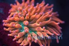 Colorado Sunburst Anemone with Lineage Coral Frag SPS Zoa LPS Paly Polyps picture