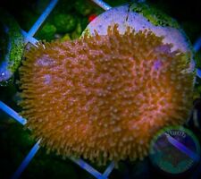 SAF~ Toadstool Leather Coral Frag,  “WYSIWYG” Soft, Coral Colony, SPS, LPS picture