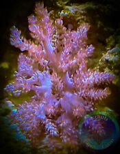 SAF~ “WYSIWYG” Large Kenya Tree Frag, LPS, SPS, Soft Coral Colony, Leather picture
