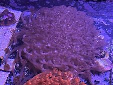 Pink Goniapora long polyps LPS Very Large picture