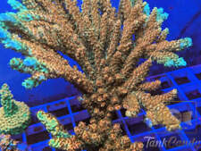 TSA Bill Murray SPS WYSIWYG SD1 COLONY **TankCandy** Live Coral picture