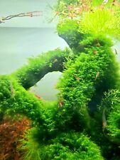 Soldout Fissidens Fontanus 2*2 patch aquarium live plant moss A plus quality picture