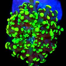 CORALS OF EDEN ~ WYSIWYG Glow Bug Frogspawn Coral ~ Live coral frag ~ LPS ~ SPS picture
