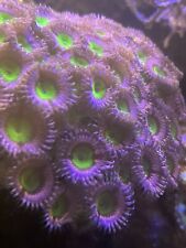 Pink Hippo / Chuckies Bride Zoa Frag 3+ Polyp And Small Colony Of 30+ picture