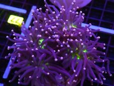 WYSIWYG - 4 Polyp/Head Joker Torch Colony - Live Coral picture