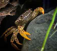 3/5/10/20x Panther Freshwater Crab Koi Kompanion  picture