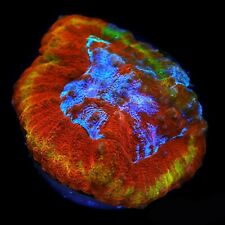 CORALS OF EDEN ~ Ring of Fire Lobo Coral Colony ~ Live Coral for Sale Frag LPS picture