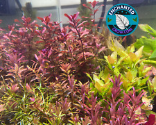 4 species Live Beginner Aquarium Plants Starter Pack (Bundle Package) Freshwater picture