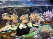 2” Crown Cap OG White Weeping Willow Toadstool Leather Soft Coral picture