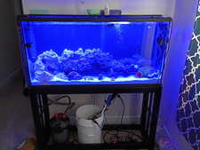 Marine Aquarium Live Rock Aquascape Lot, Beginner-Friendly (As Pictured) picture