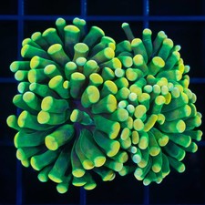2 Polyps LCK Holy Grail Hammer - Combined Shipping /  at $299 picture