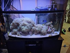 75 Gallon cycled Saltwater  Reef Aquarium, fish, coral ,live rock and more  picture