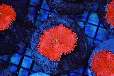 Orange Ricordea Yuma Mushroom Coral - SAQ Coral Farm picture