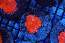 Orange Ricordea Yuma Mushroom WYSIWYG - SAQ Coral Farm picture