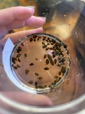 15 LIVE BLADDER SNAILS – CLEANUP CREW – ALGAE EATERS – FAST SHIPPING picture