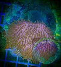 SAF~ Large Toadstool Leather Coral Frag,  “WYSIWYG” Soft, Coral Colony, SPS picture