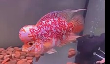 King Kamfa Flowerhorn Golden Base Koi Pearls Exotic Vip 7” picture