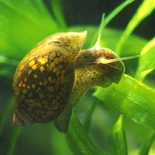 40+ Live Bladder Snails -Algae eater, Feeder Snails, Puffer food: picture