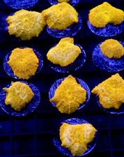 DIYreefer Live Coral Poletti Jawbreaker 10 Polyp Frag Pack Ships Free picture