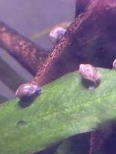 60 LIVE Bladder Snails Freshwater Cleanup Crew Algae Eaters Aquarium picture