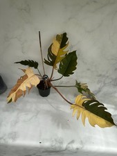 Philodendron Caramel Marble, Rare Variegated Philodendron, Rooted Plant picture