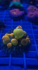 og bounce mushroom corals 2” (lps Sps Acropora Montipora Wwc Frag) picture