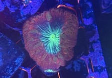 BSA Toxic Blasto Wellsi 1 XL Polyp + 3 Small Polyps picture