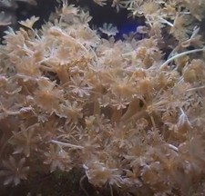 17 Coral Frag Pack Pulsing Xenia Branching Green Star Polyps Galaxea Zoanthid picture