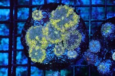 Electric Ricordea Yuma Mushroom Colony WYSIWYG - SAQ Coral Farm picture