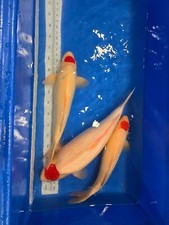 HQ Imported Japanese JUMBO SAKAI TANCHO KOHAKU - 23